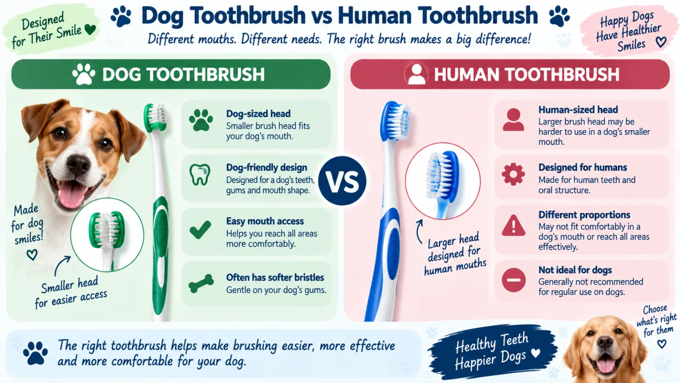 Comparison of a dog toothbrush and a human toothbrush