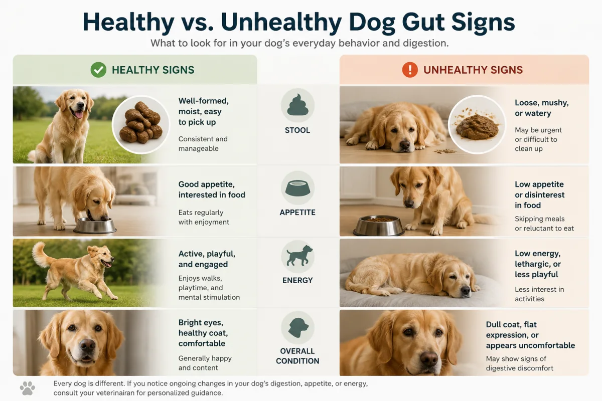Healthy and unhealthy signs of dog gut health including stool, appetite, energy, and overall condition