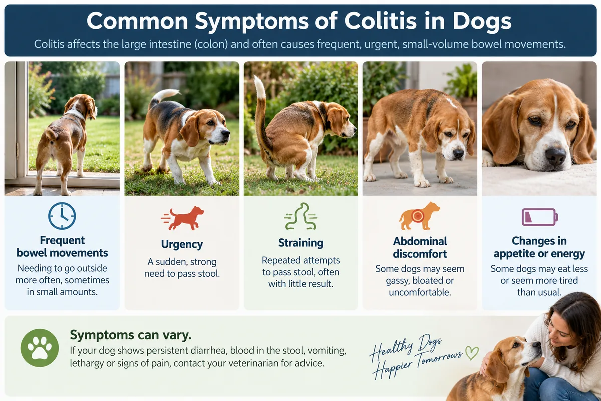Common symptoms of colitis in dogs including urgency, frequent bowel movements and discomfort