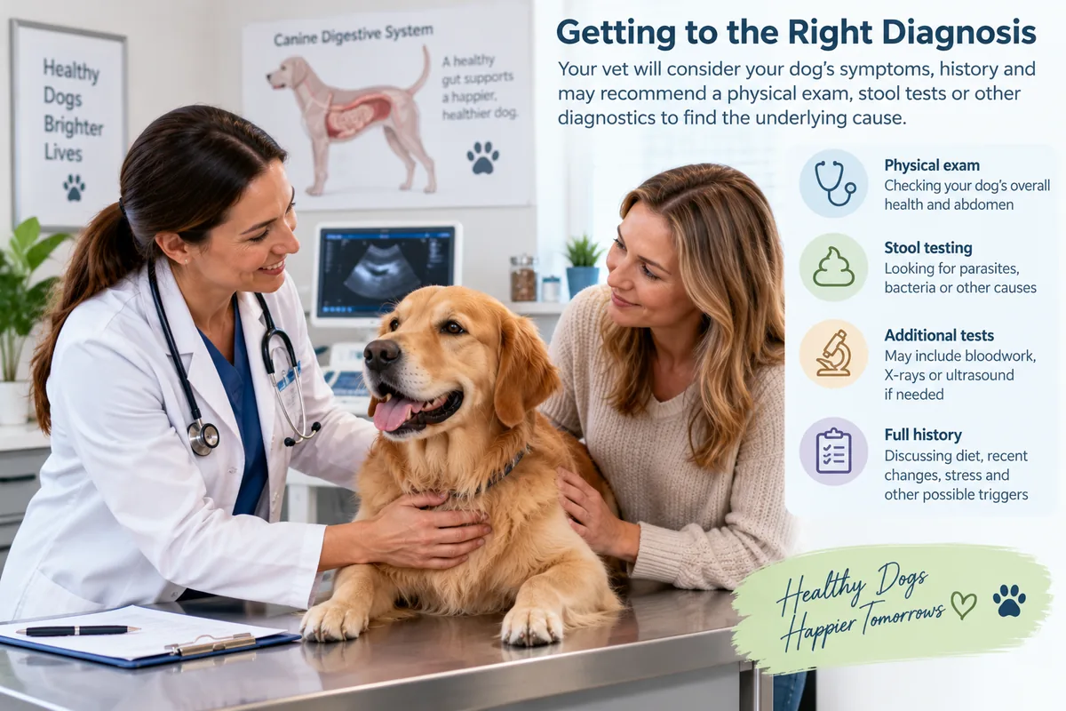 Veterinarian examining a dog while evaluating possible colitis