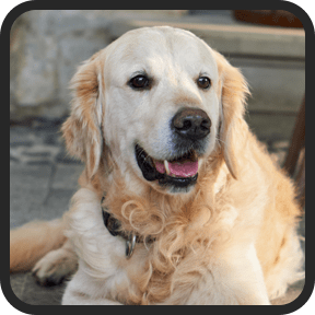 Bobby, Jacob Jackson's golden retriever