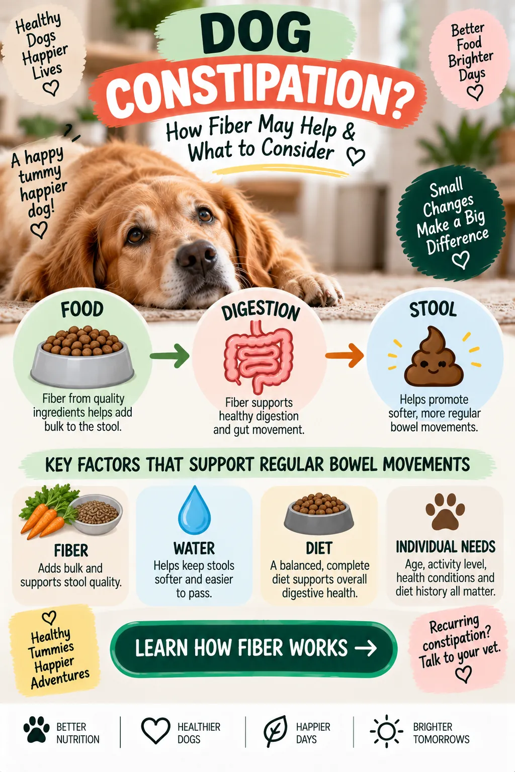 Infographic: dog constipation, how fiber may help and what to consider