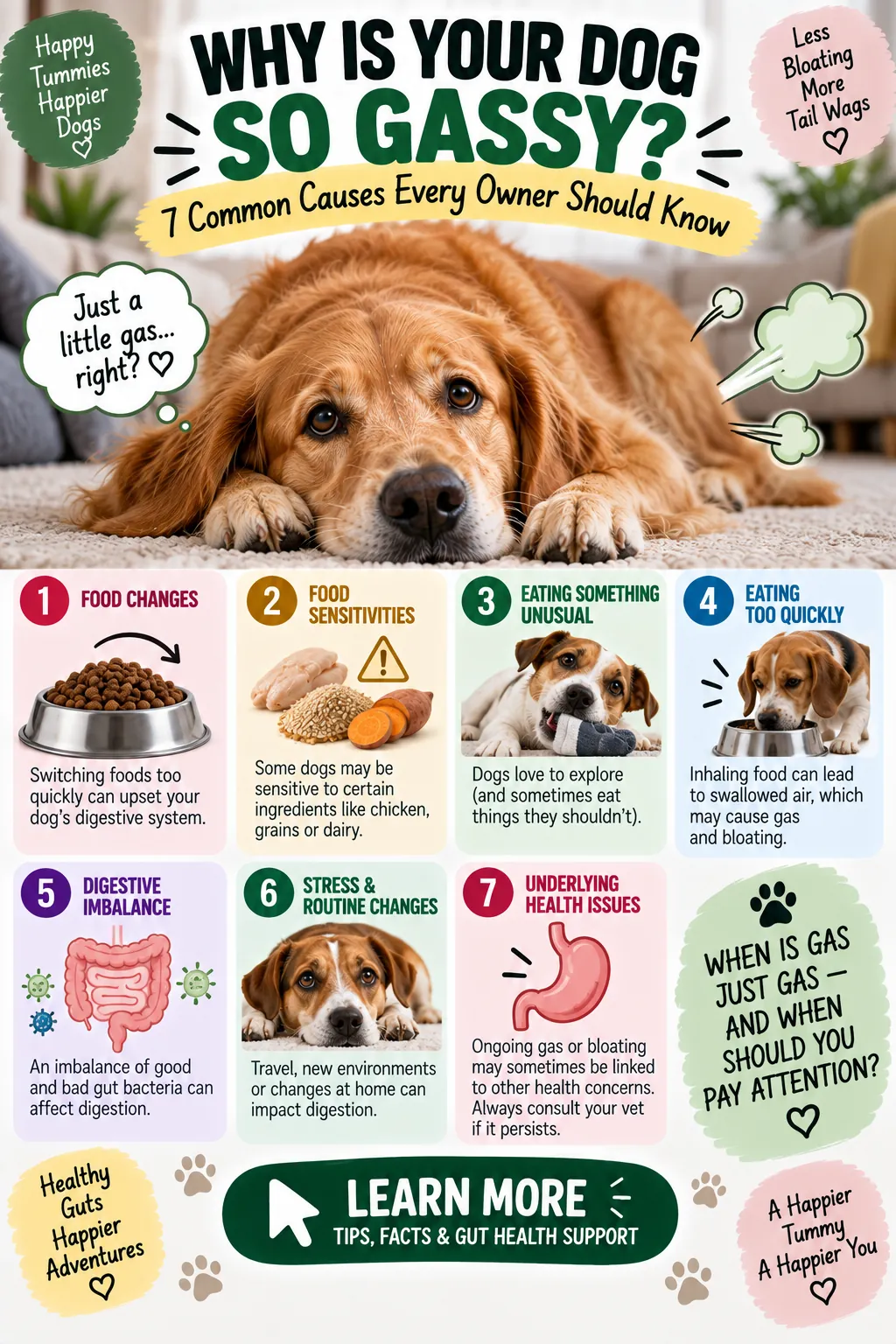 Infographic: why is your dog so gassy, 7 common causes