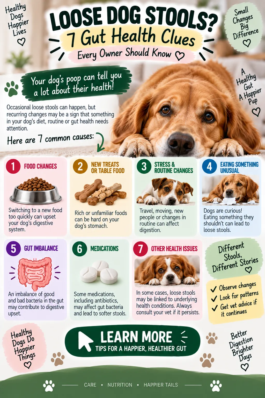 Infographic: loose dog stools and 7 gut-health clues owners should know