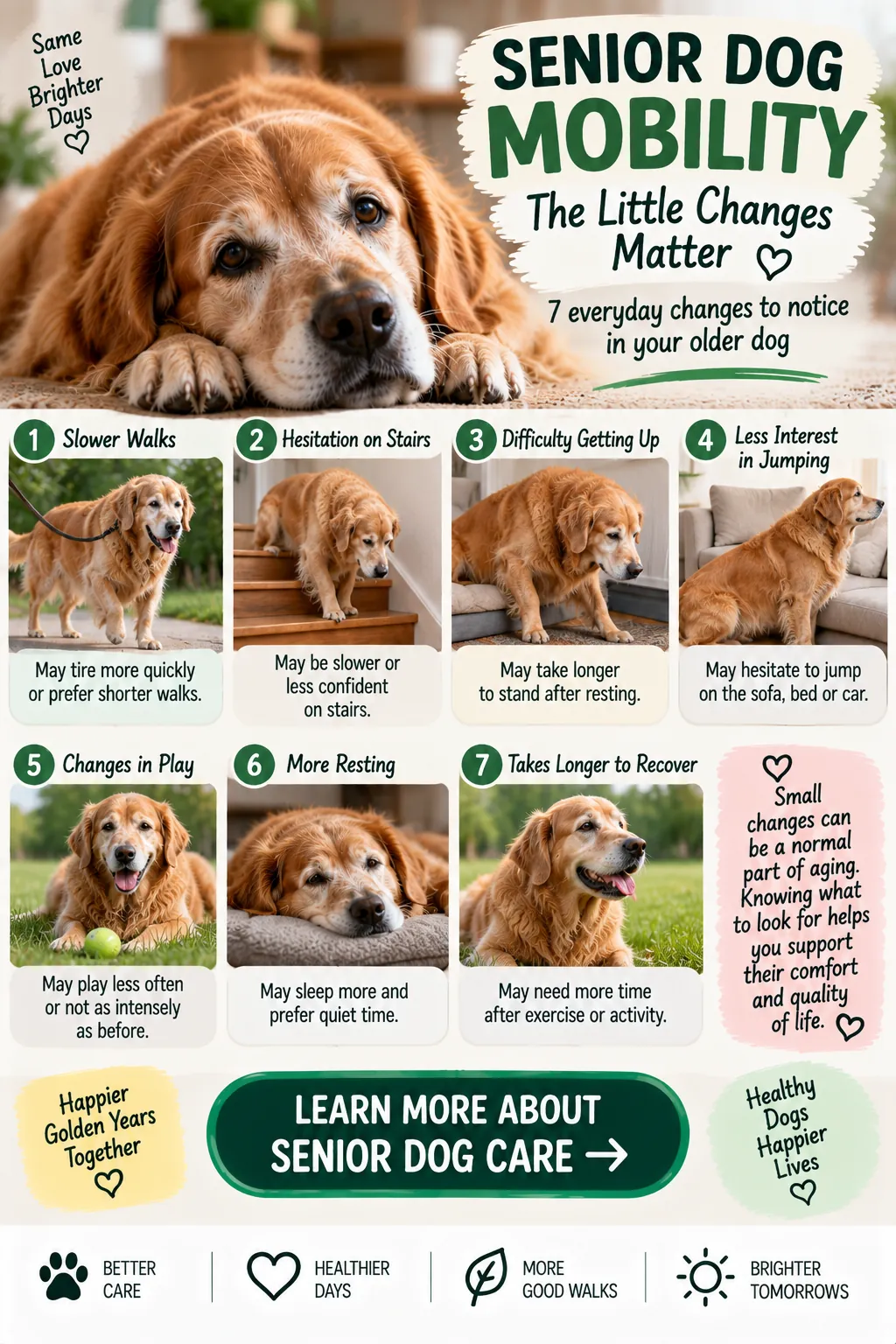 Infographic: senior dog mobility, 7 everyday changes to notice
