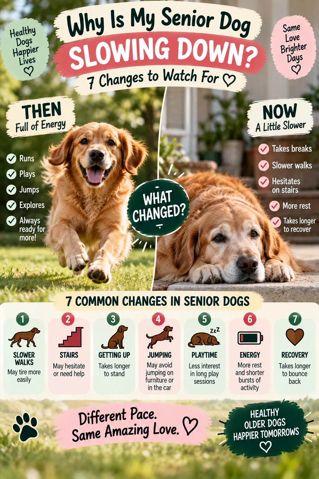 Then-and-now infographic: why is my senior dog slowing down, 7 changes